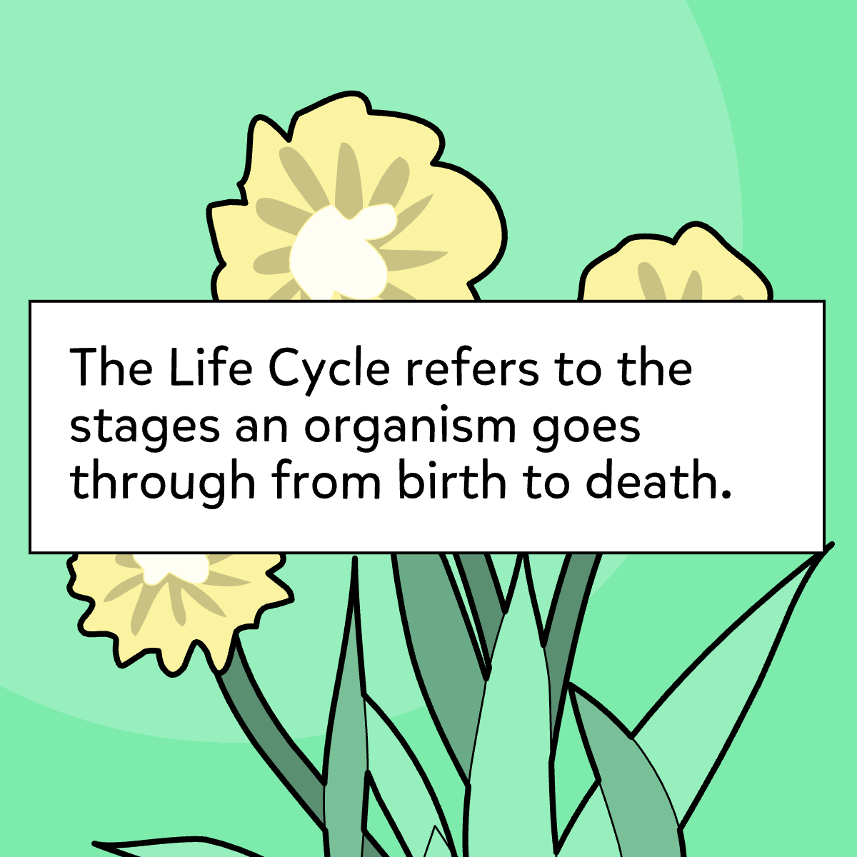 Life Cycles